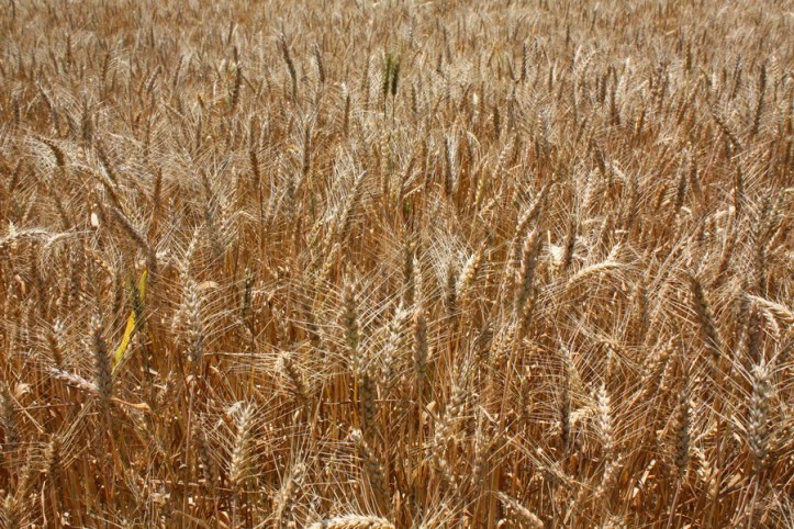 Surry Wheat_resize